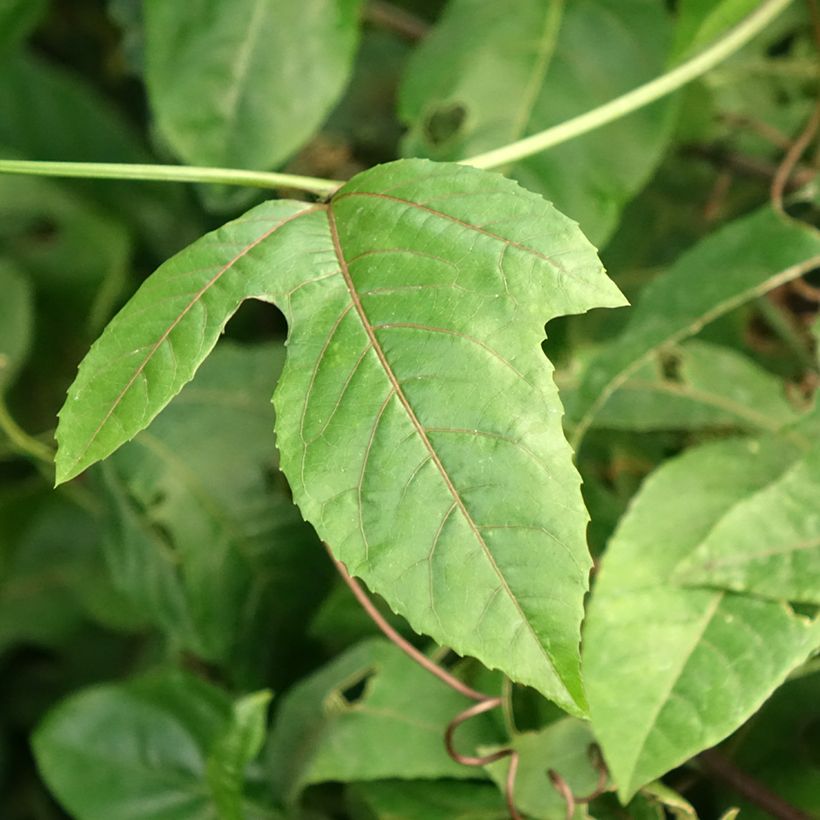 Passiflora edulis f. flavicarpa - Maracujá (Fogliame)