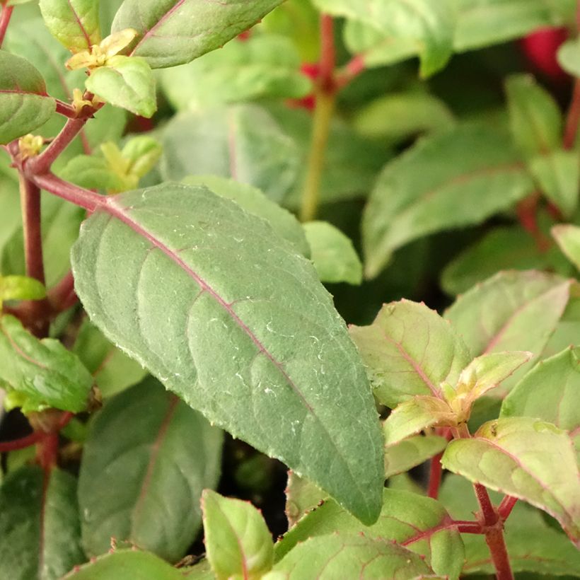 Fuchsia Bernadette - Fucsia (Fogliame)