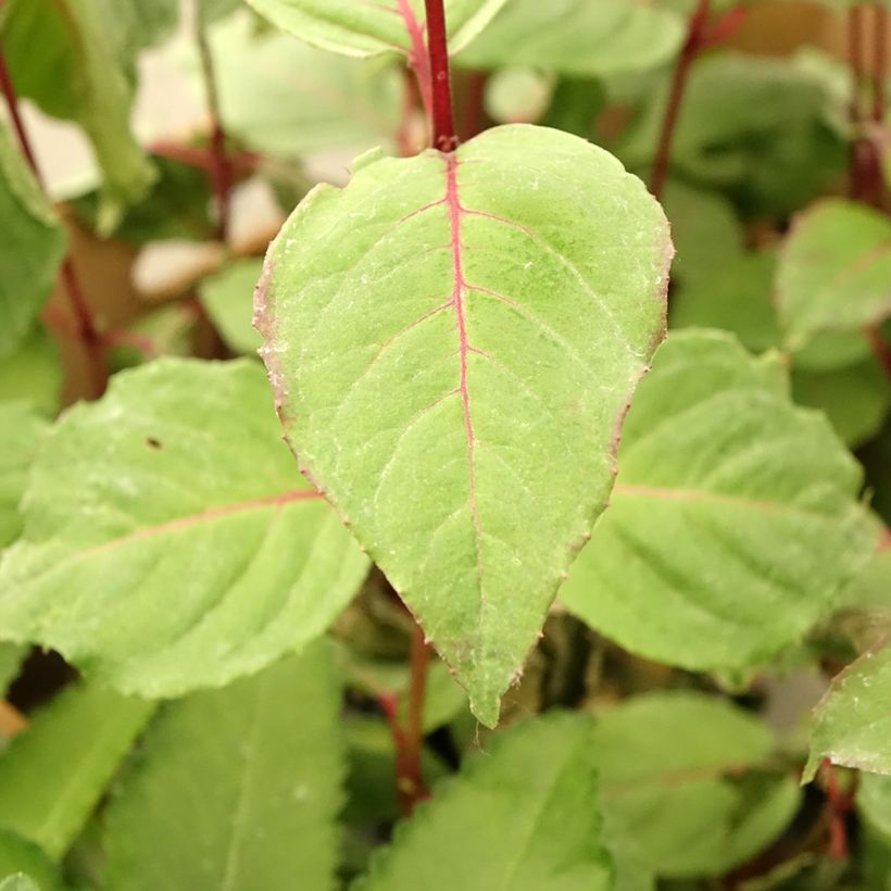 Fuchsia Black Princess - Fucsia (Fogliame)