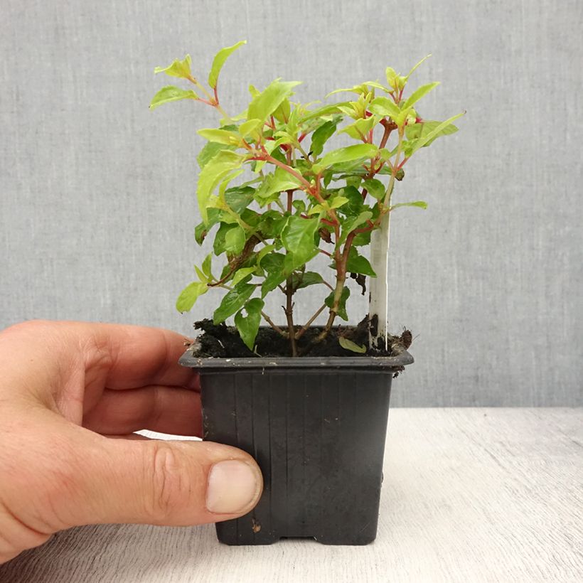 Fuchsia Genii  - Godet de 8/9 cm esemplare consegnato in primavera