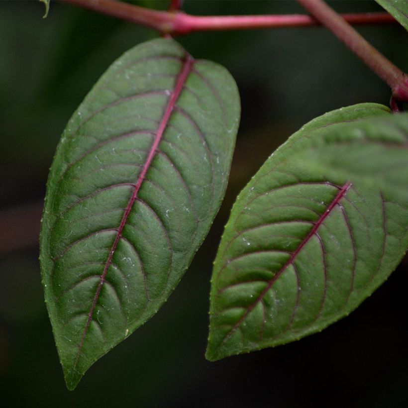 Fuchsia Lady Boothby - Fucsia (Fogliame)