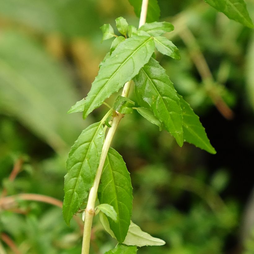 Fuchsia magellanica Arauco - Fucsia (Fogliame)