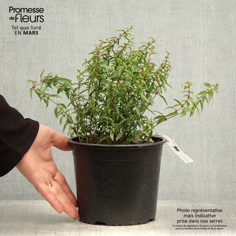 Fuchsia magellanica Pumila - Pot de 3L/4L esemplare consegnato in primavera