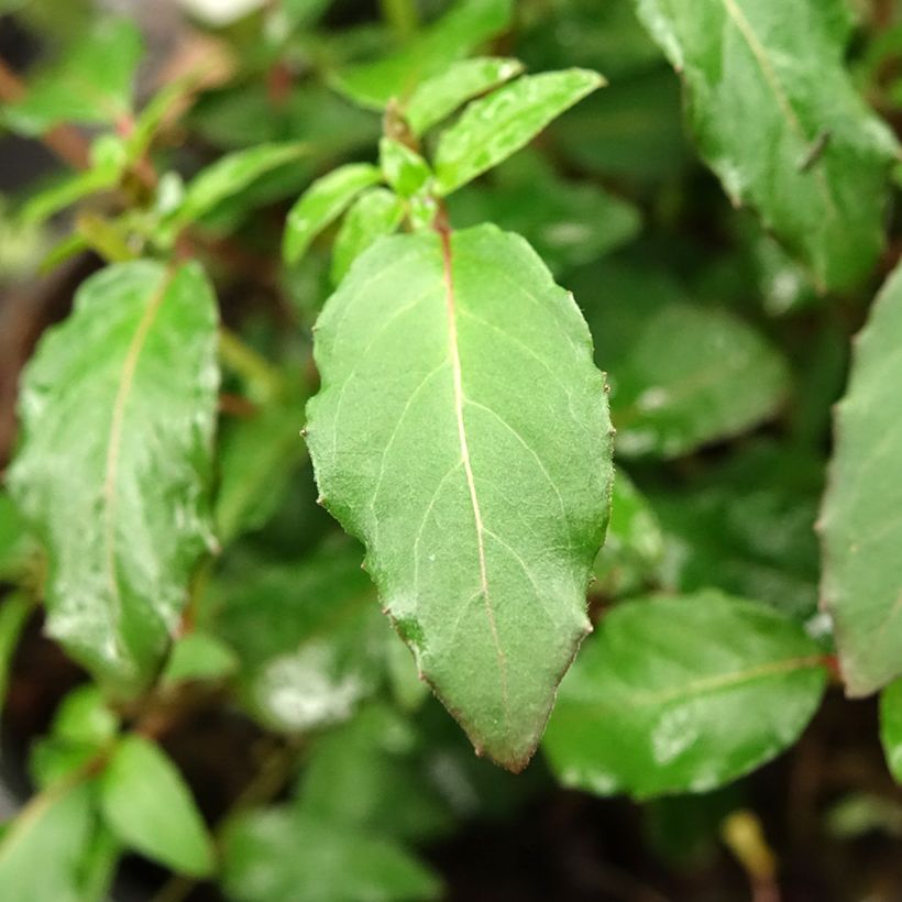 Fuchsia magellanica Riccartonii - Fucsia (Fogliame)