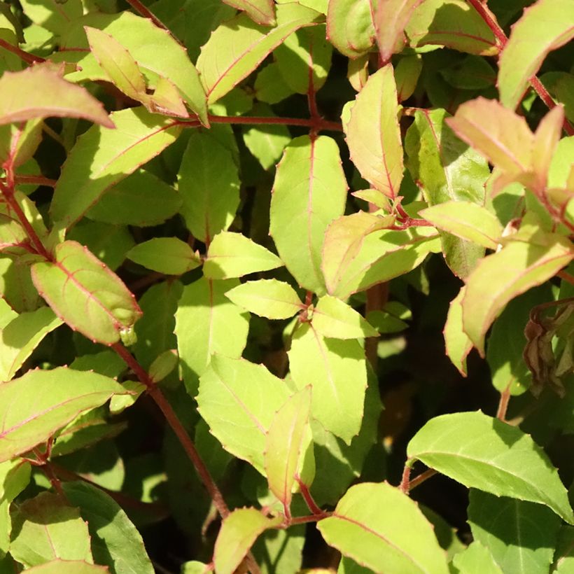 Fuchsia magellanica var. gracilis - Fucsia (Fogliame)