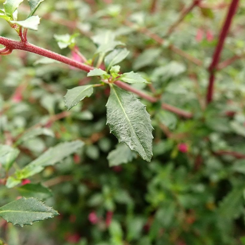 Fuchsia microphylla subsp. microphylla - Fucsia (Fogliame)