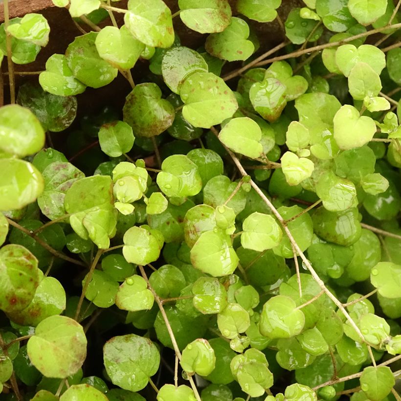 Fuchsia procumbens - Fucsia (Fogliame)