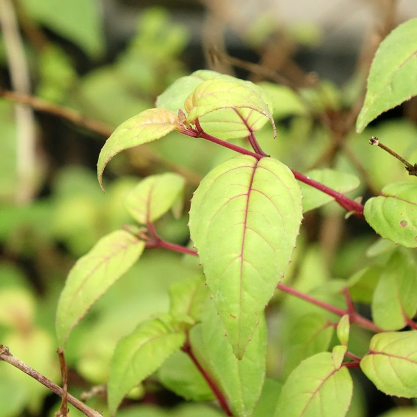 Fuchsia Rohees New Millenium - Fucsia (Fogliame)