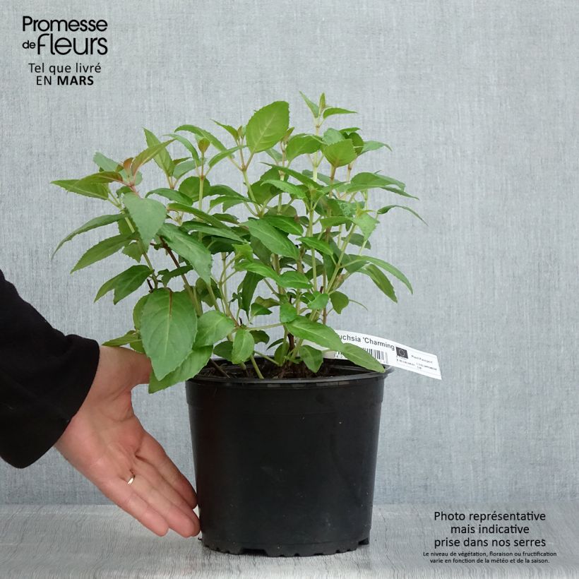 Fuchsia rustique Charming - Pot de 3L/4L esemplare consegnato in primavera