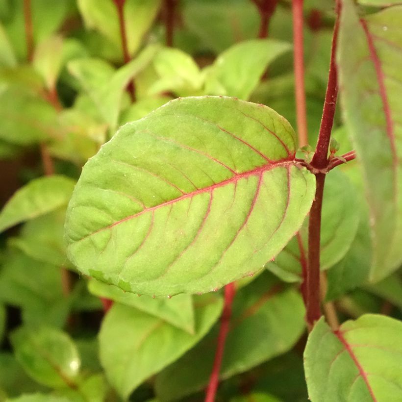 Fuchsia Douce France - Fucsia (Fogliame)