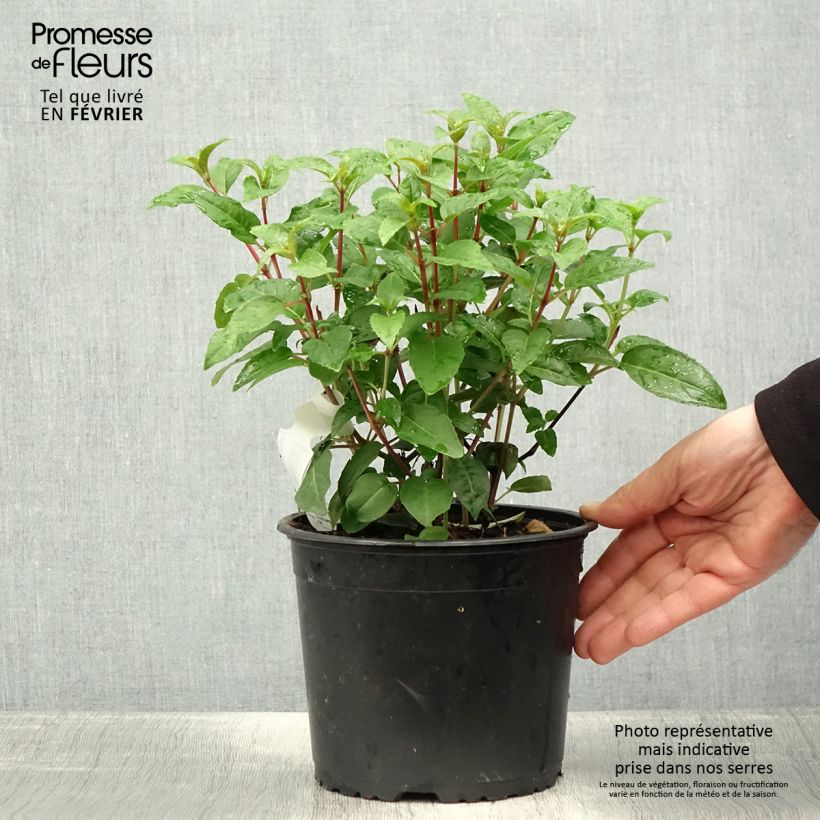 Fuchsia rustique Princess Dollar Pot de 2L/3L esemplare consegnato in inverno