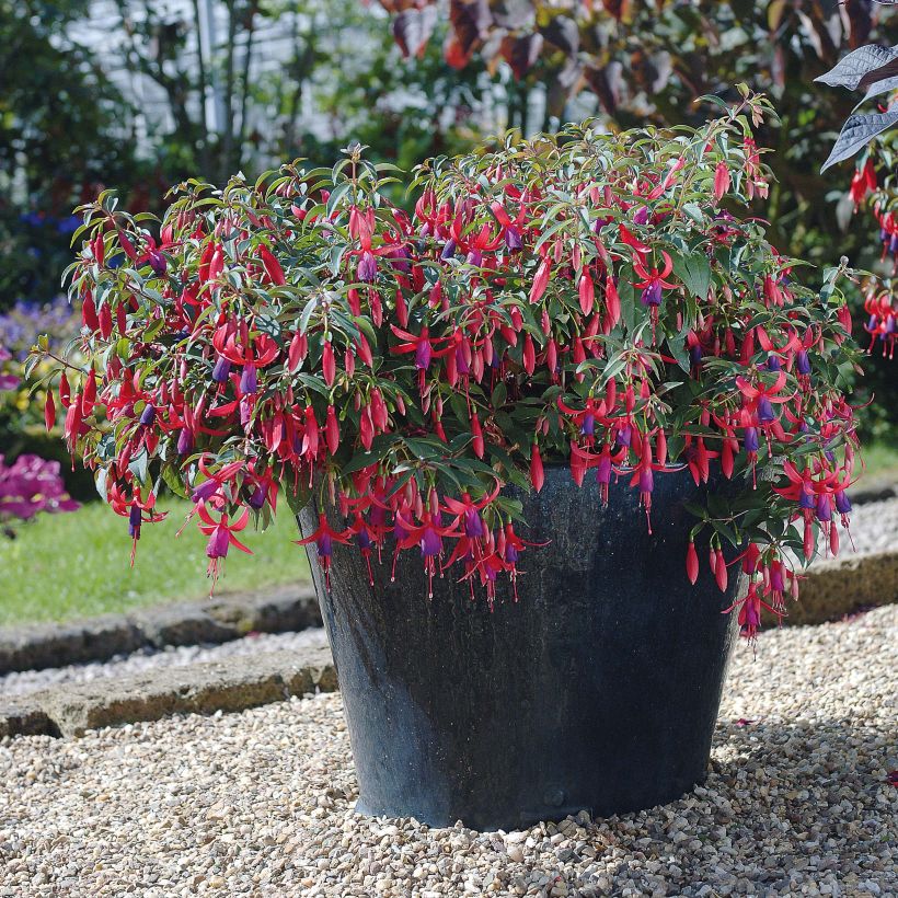 Fuchsia Sundancer - Fucsia (Fioritura)