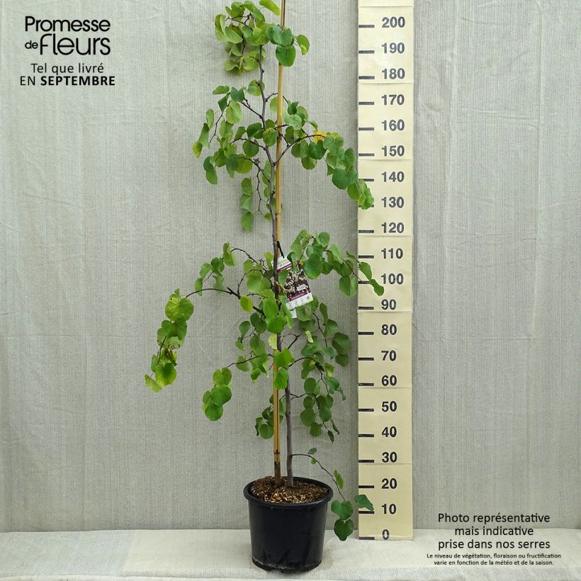 Esemplare di Gainier du Canada - Cercis canadensis Royal White Pot de 12L/15L consegnato in estate