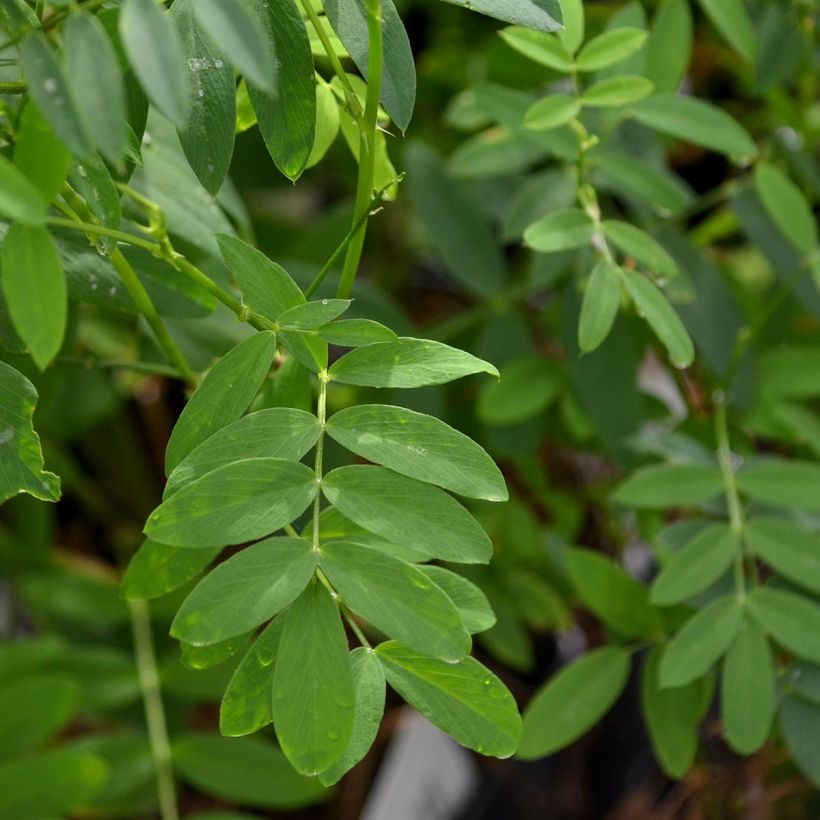 Galega hartlandii Lady Wilson (Fogliame)