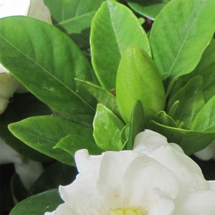 Gardenia Crown Jewel (Fogliame)