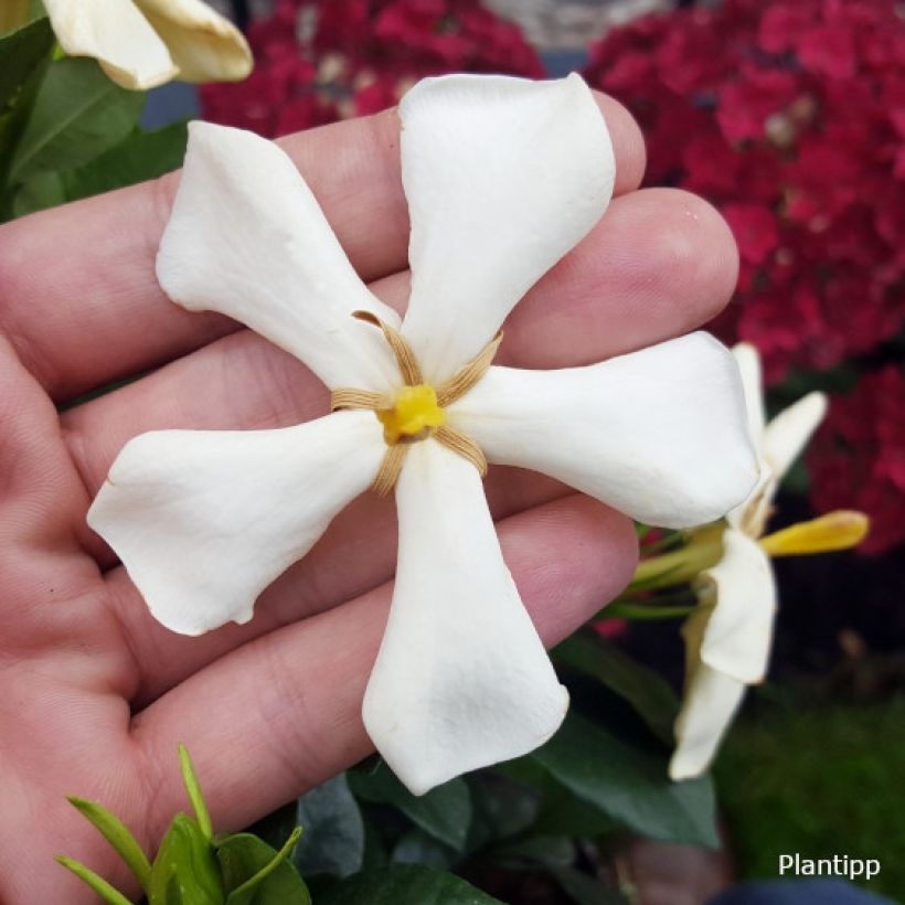 Gardenia Pinwheel (Fioritura)