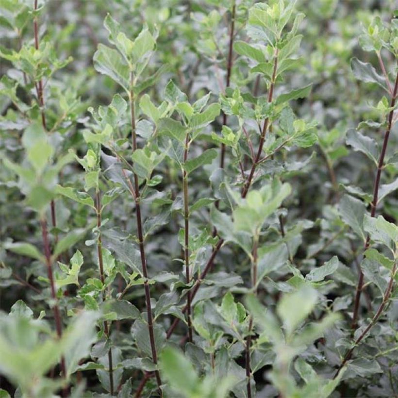 Garrya elliptica (Fogliame)