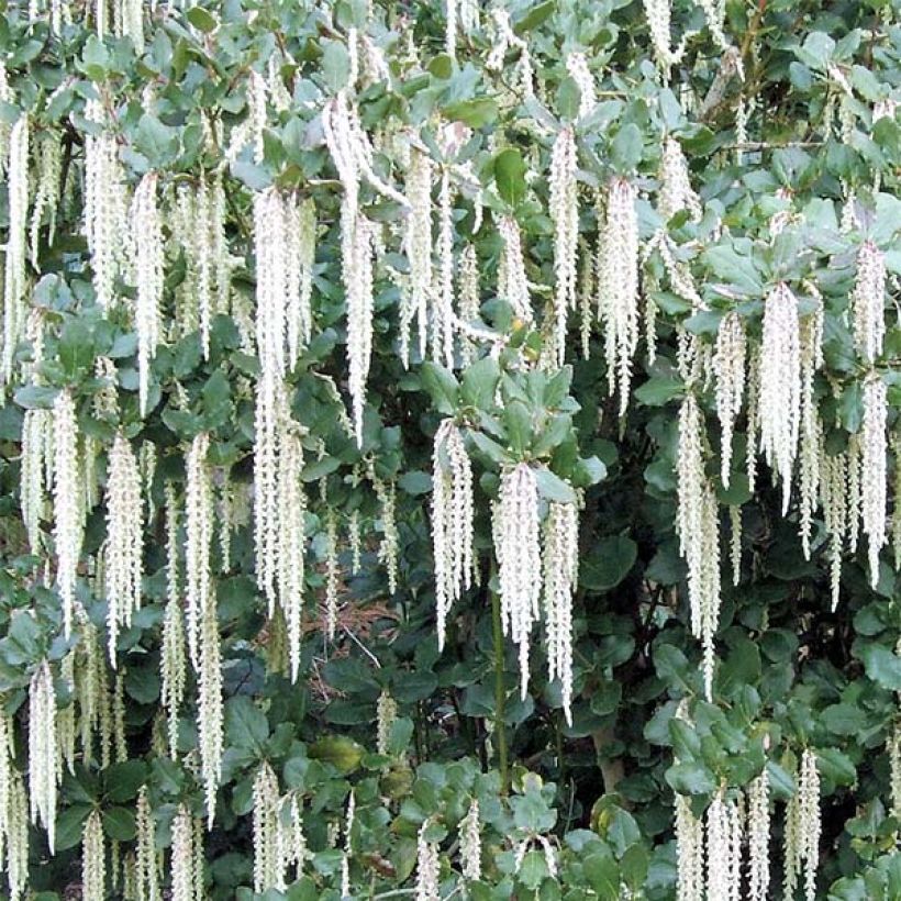 Garrya elliptica (Fioritura)