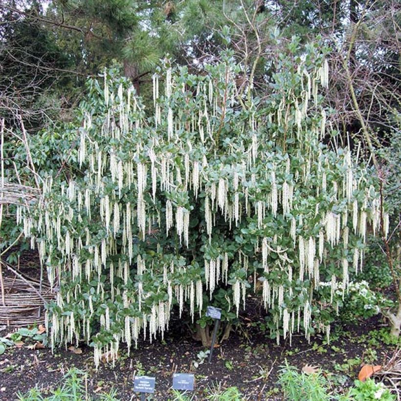 Garrya elliptica (Porto)