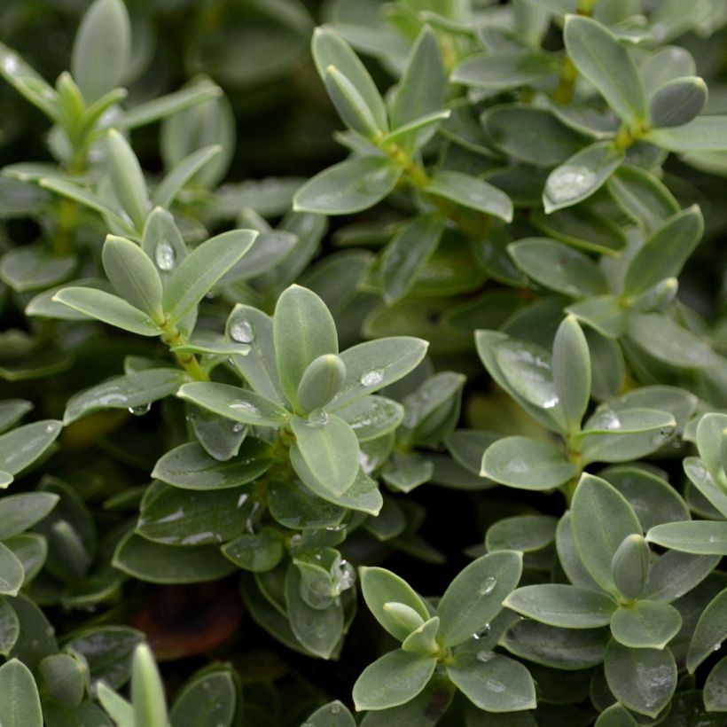 Gaultheria procumbens - Tè del Canada (Fogliame)