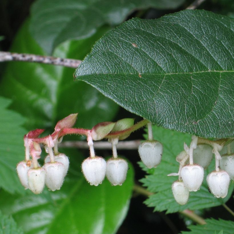 Gaultheria shallon (Fogliame)