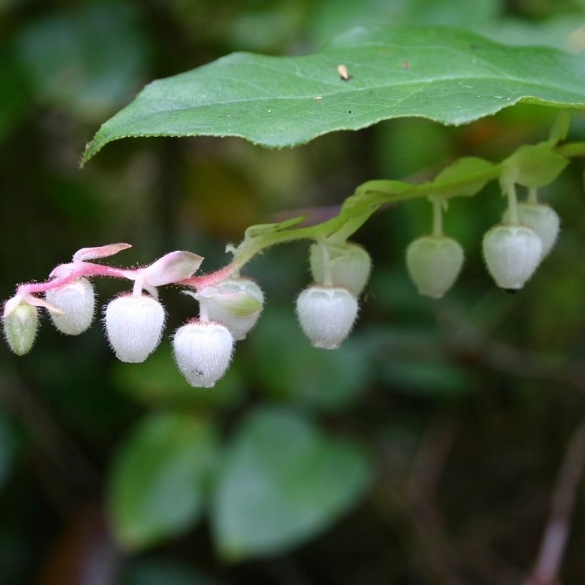 Gaultheria shallon (Fioritura)