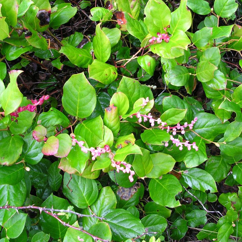 Gaultheria shallon (Porto)