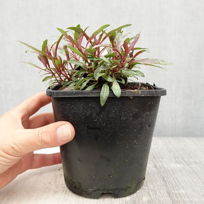 Gaura lindheimeri Blaze - Gaura de Lindheimer Pot de 2L/3L esemplare consegnato in primavera