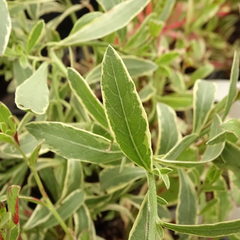 Gaura Freefolk Rosy (Fogliame)