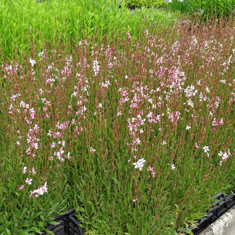 Gaura Siskiyou pink (Porto)