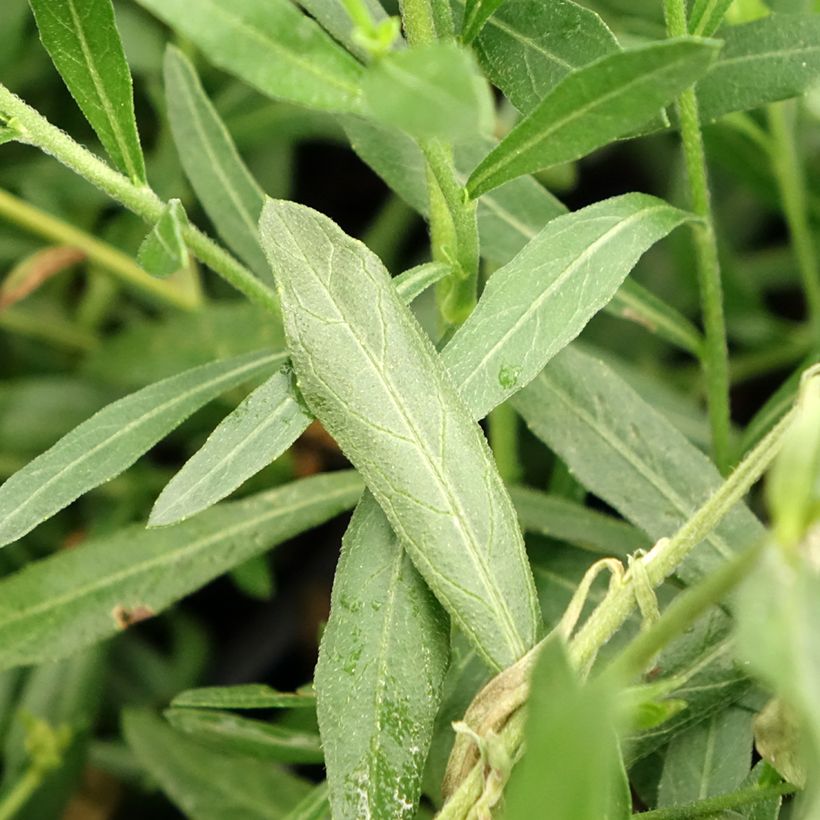 Gaura Snowbird (Fogliame)