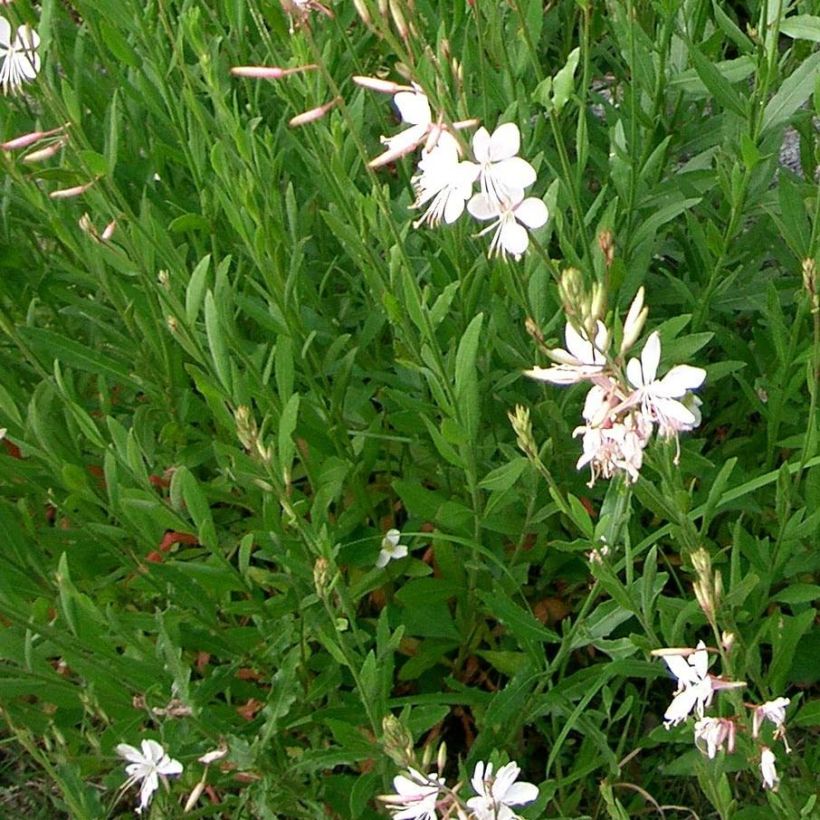 Gaura Summer Breeze (Fogliame)