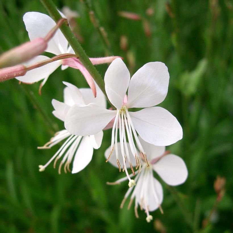 Gaura Summer Breeze (Fioritura)