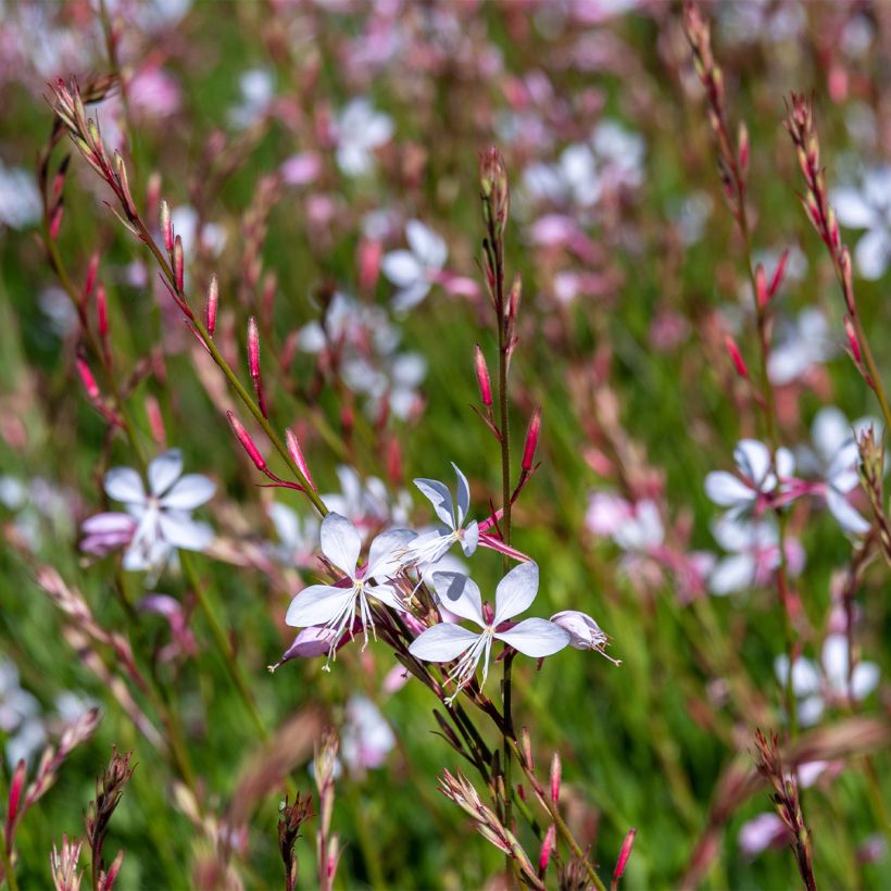 Gaura Whirling Butterflies (Porto)