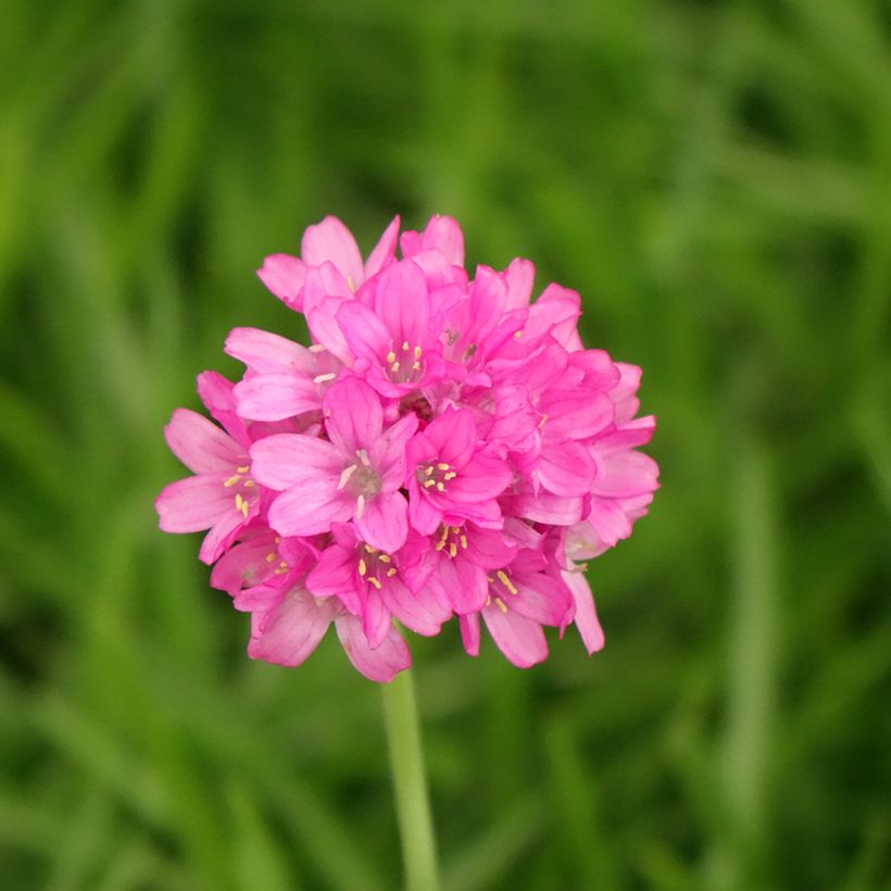 Armeria maritima Alba (Fioritura)