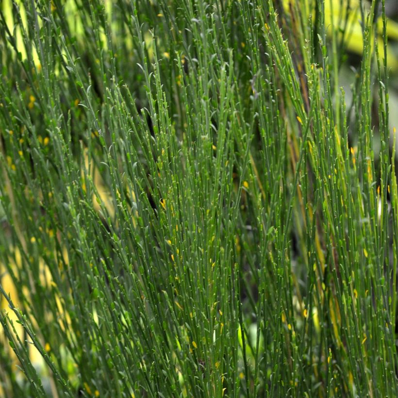 Cytisus scoparius Ruby - Ginestra dei carbonai (Fogliame)