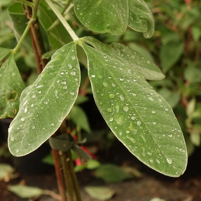 Cytisus battandieri (Fogliame)