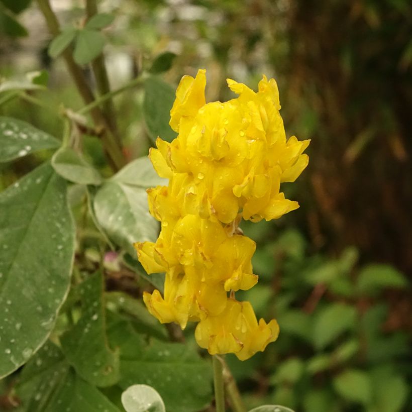 Cytisus battandieri (Fioritura)