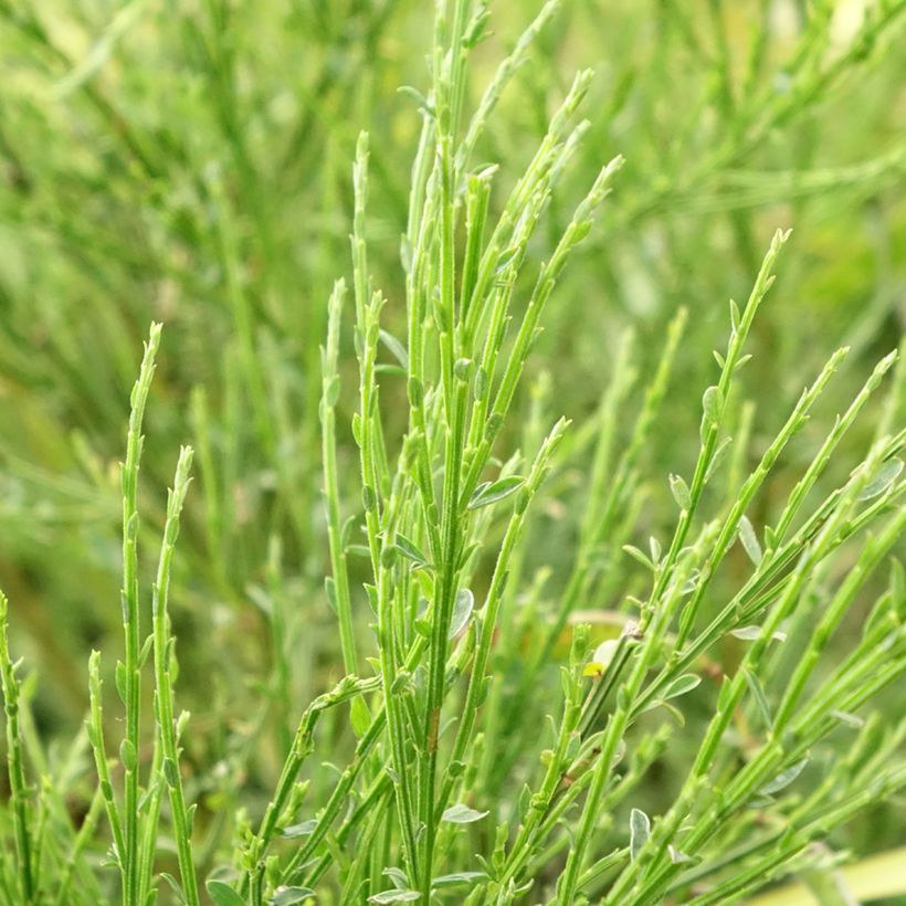 Cytisus scoparius Golden Sunlight - Ginestra dei carbonai (Fogliame)