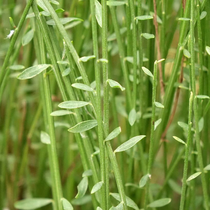 Cytisus praecox Hollandia - Citiso (Fogliame)