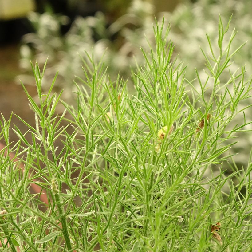 Genista hispanica - Ginestra di Spagna (Fogliame)