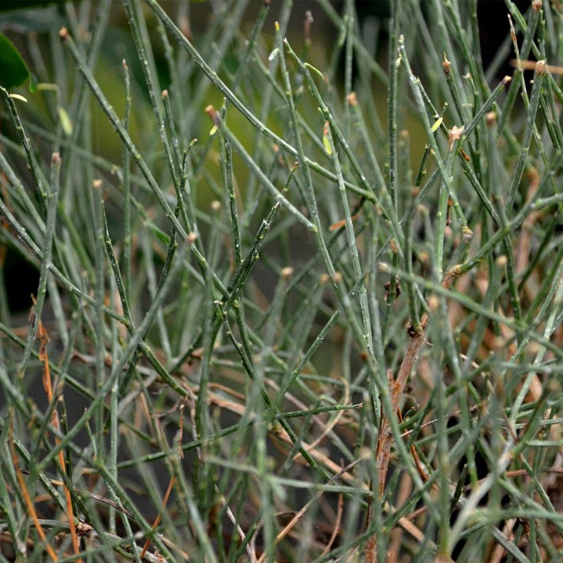 Genista lydia - Ginestra (Fogliame)