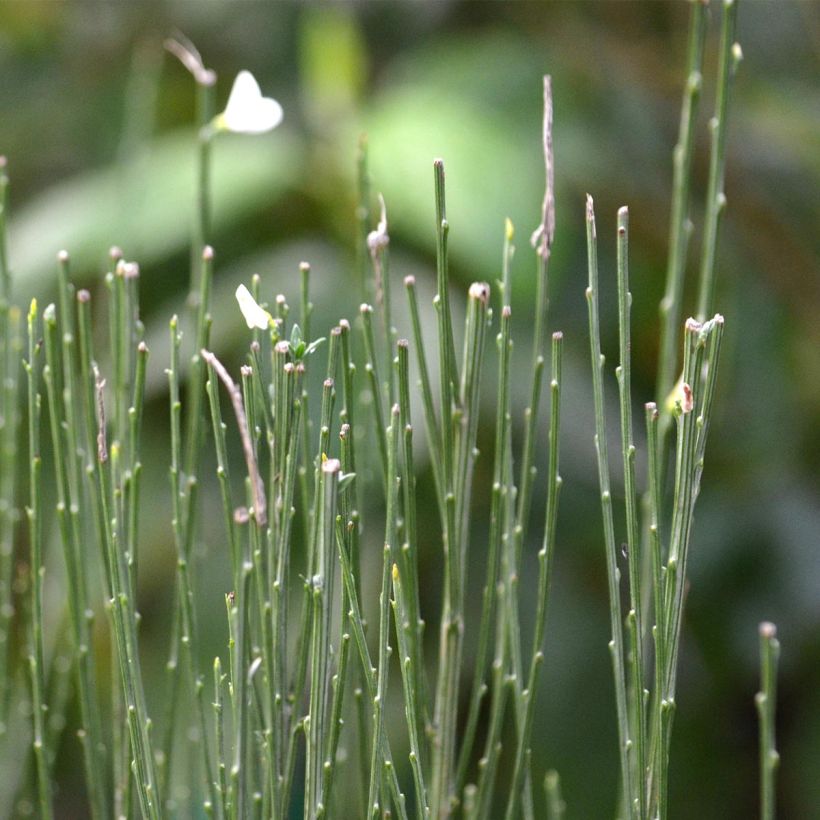 Cytisus praecox Albus - Citiso (Fogliame)