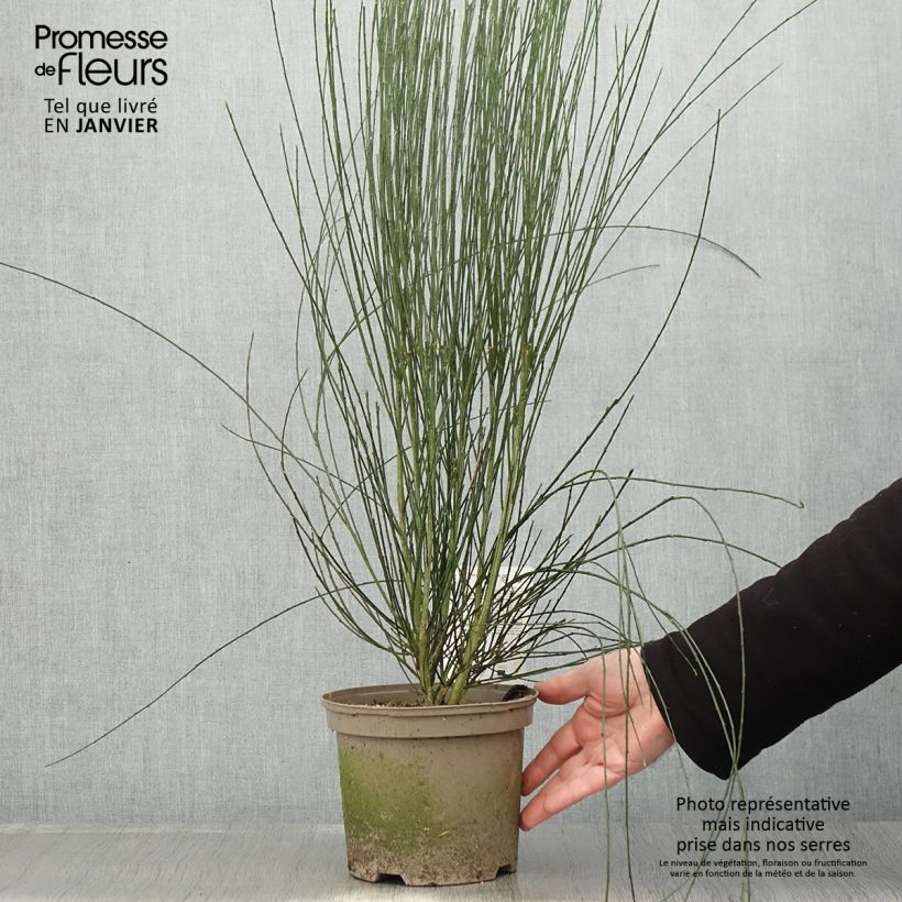 Genêt précoce - Cytisus praecox Albus Pot de 2L/3L esemplare consegnato in inverno