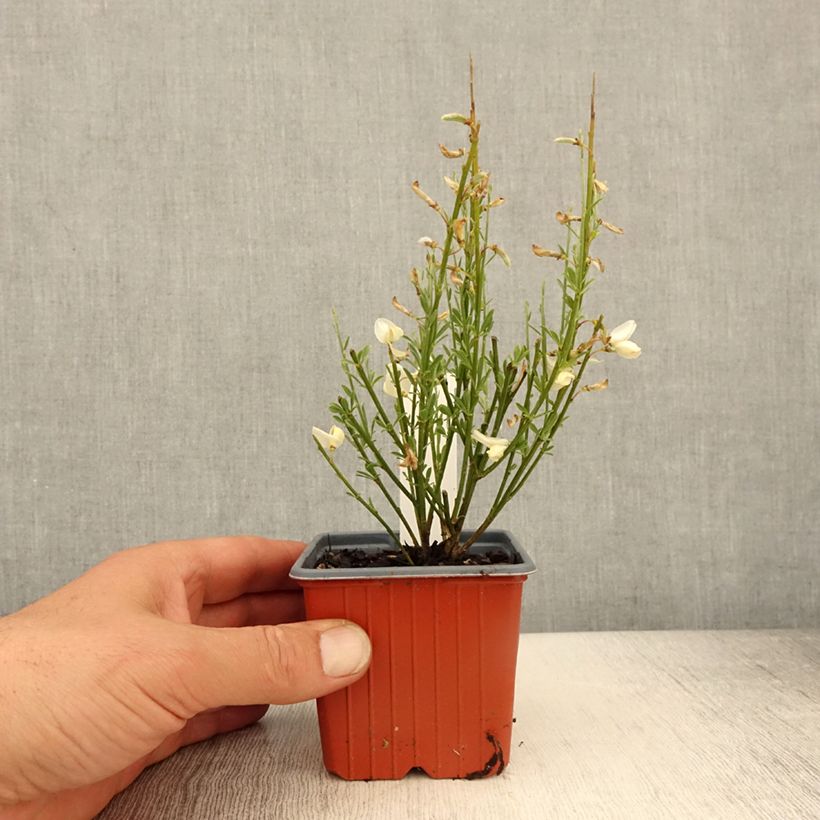 Genêt précoce - Cytisus x praecox - Godet de 8/9 cm esemplare consegnato in primavera