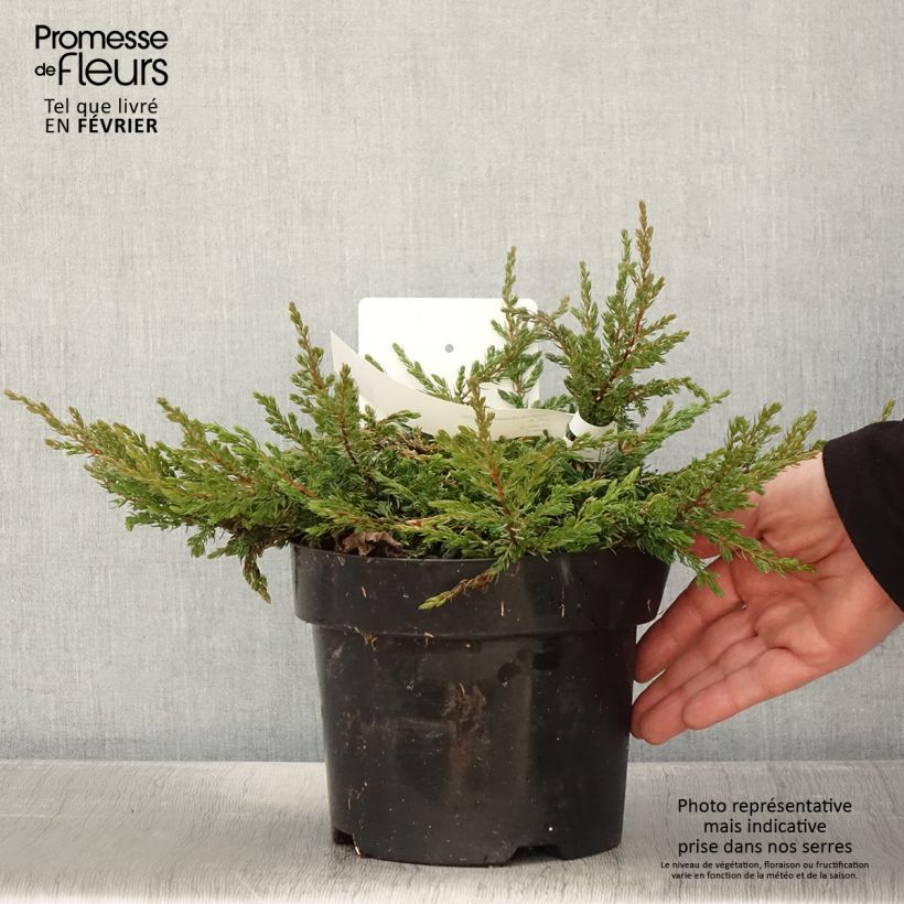 Genévrier commun - Juniperus communis Goldschatz en pot de 2L/3L esemplare consegnato in inverno