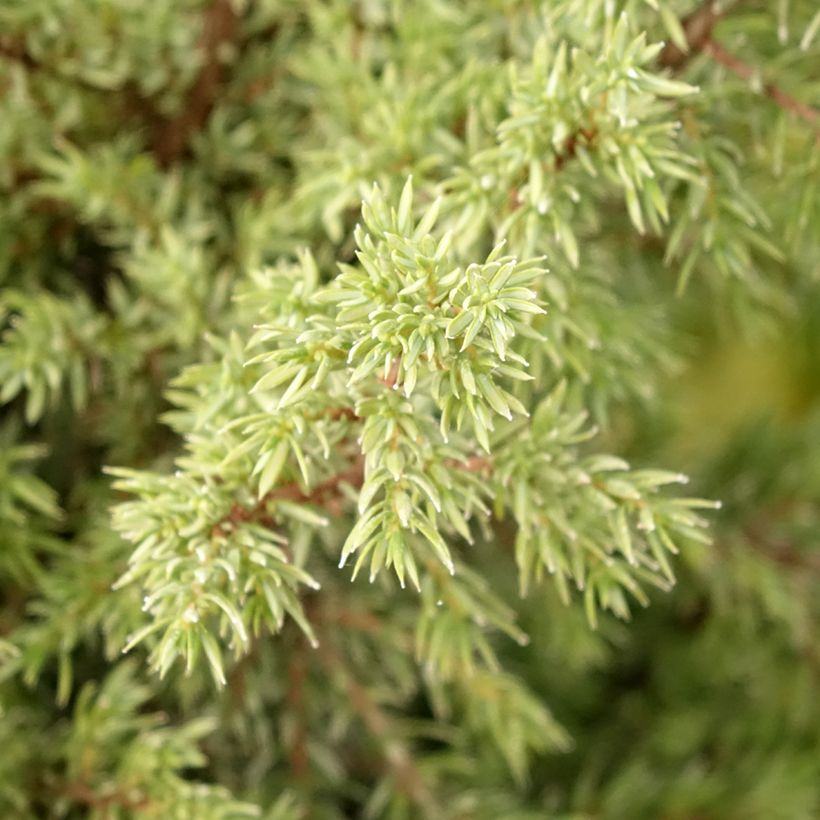 Juniperus communis Pyramidalis - Ginepro comune (Fogliame)