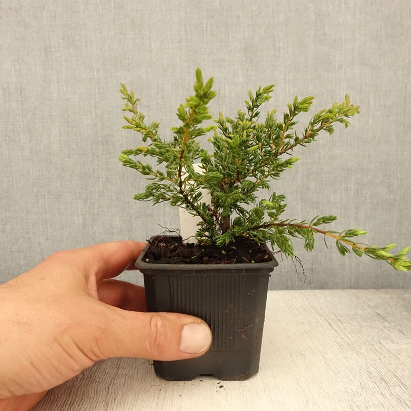 Genévrier commun - Juniperus communis Repanda - Godet de 8/9 cm esemplare consegnato in primavera