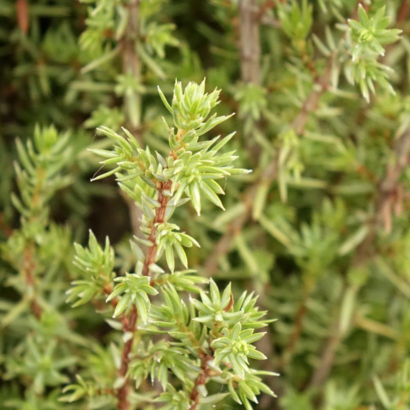 Juniperus communis Sentinel - Ginepro comune (Fogliame)