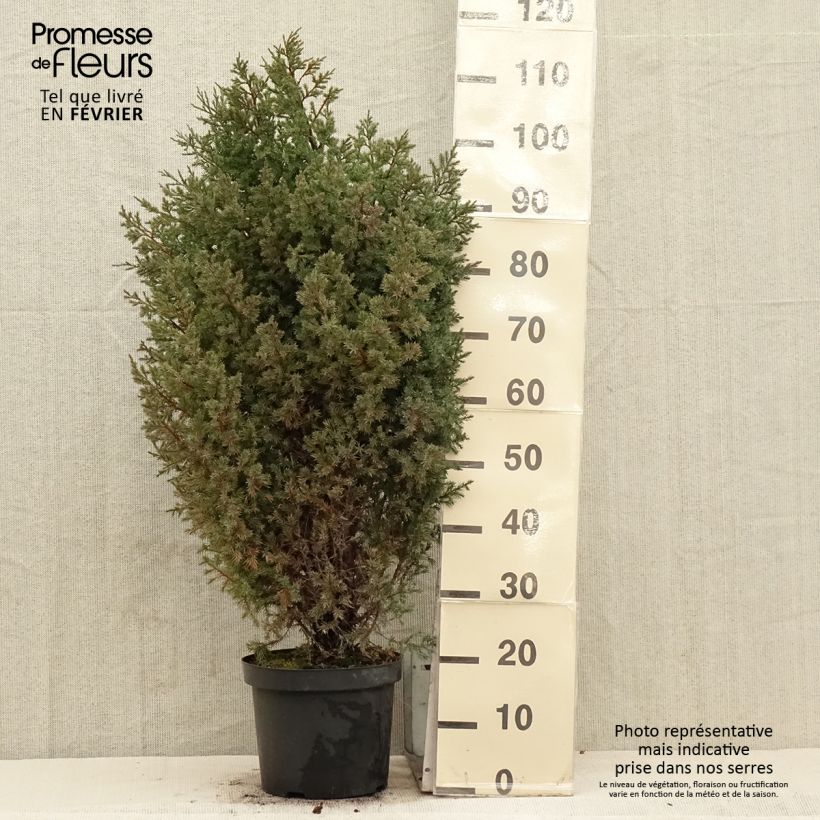 Genévrier de Chine - Juniperus chinensis Stricta en pot de 7,5L/10L esemplare consegnato in inverno